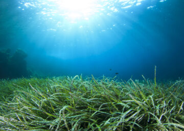 seagrass underwater with the sun shining through the water