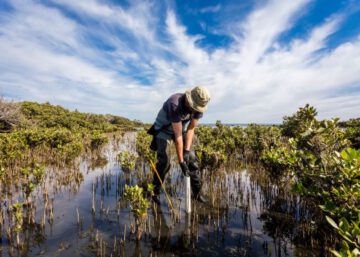man planting mangrove in wetland