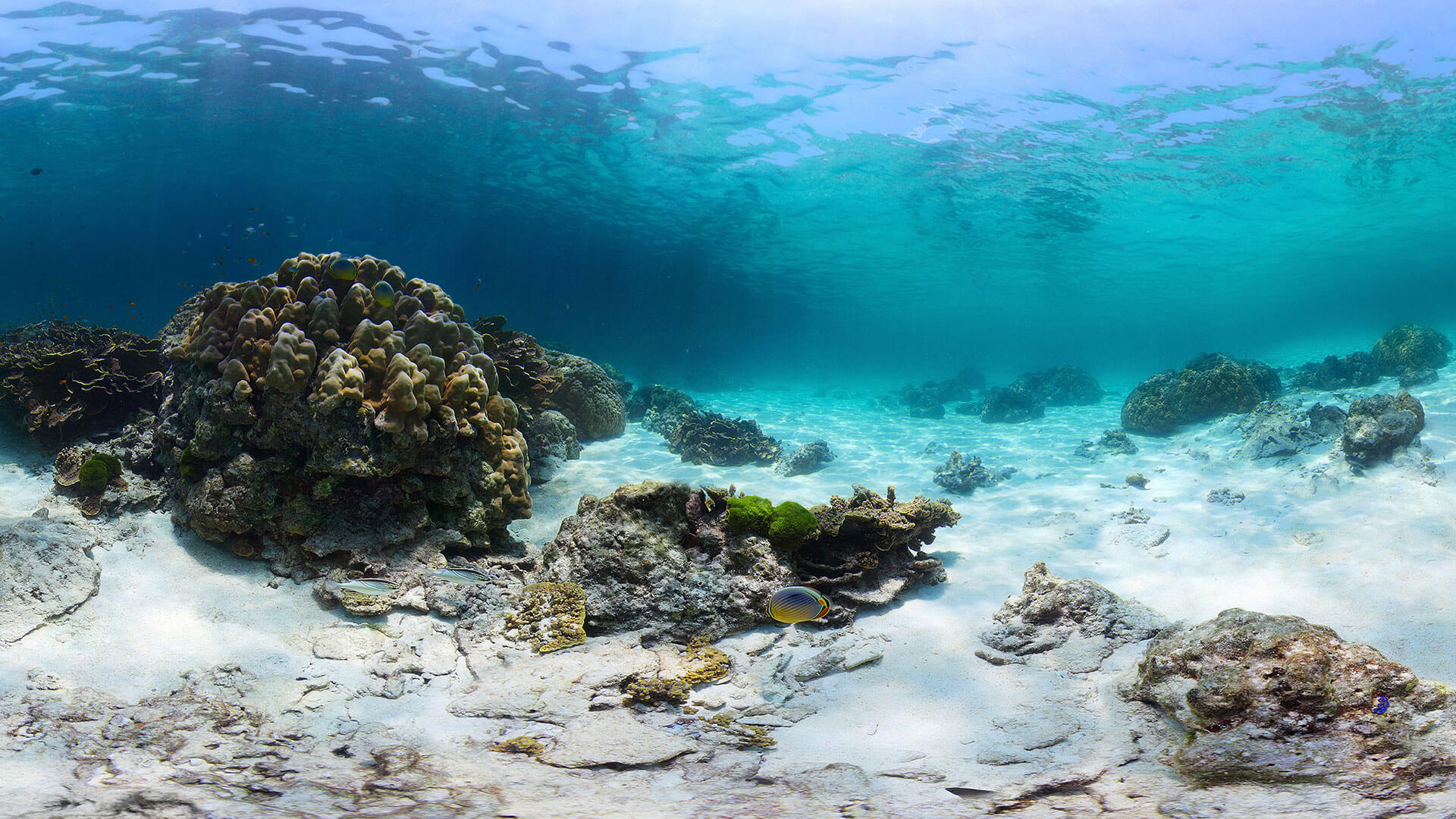 benthic-habitat_seafloor