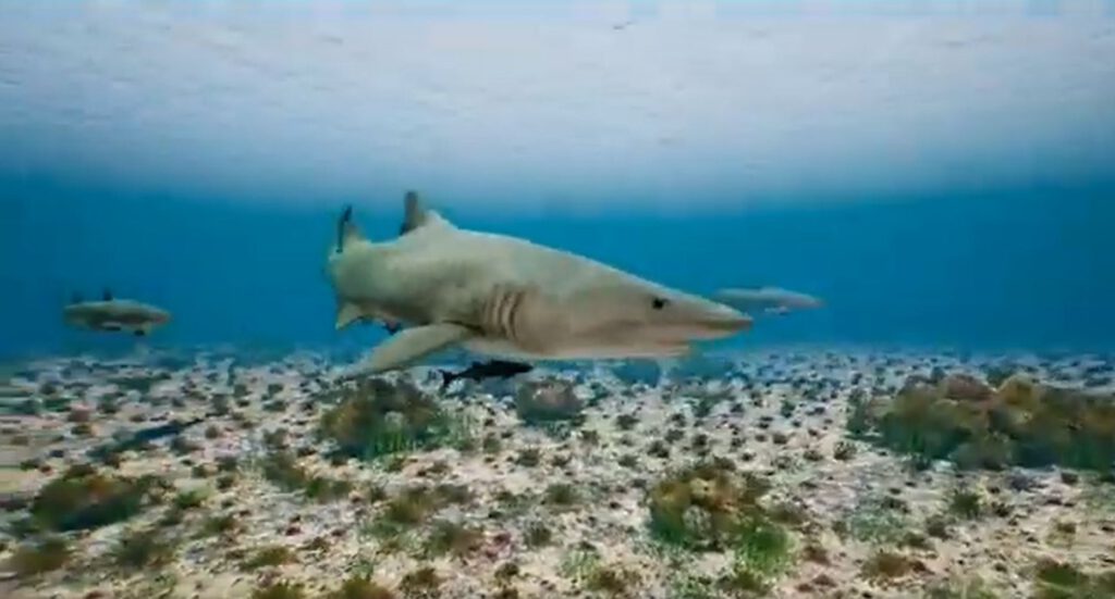 shark_screenshot_conabio sharks in the Mexican Marine Park of Puerto Morelos