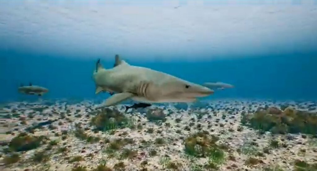 sharks in the Mexican Marine Park of Puerto Morelos